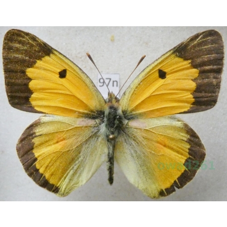 Colias croceus (Geoffroy, 1785) male Szlaczkoń sylwetnik Poland97n